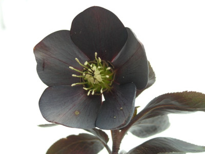 Helleborus-leijgris-030306-k.jpg