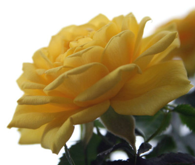 Gelbe-Rose-2-Bearbeitung.jpg