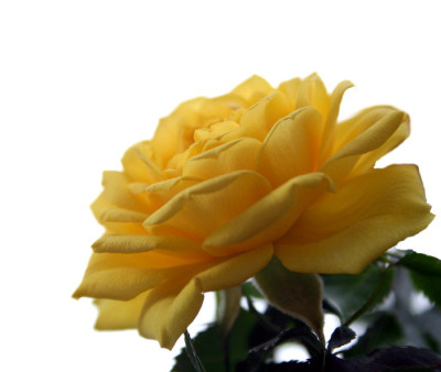 gelbe_Rose_-_Bearbeitung.jpg
