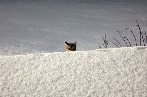 schneek.JPG
