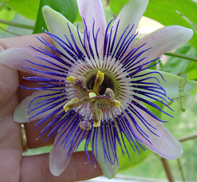 passiflora_caerulea.jpg