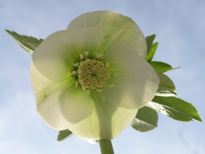 Helleborus-weiss-040306.jpg
