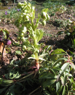 Helleborus_foeditus_Wester_Fisk.jpg