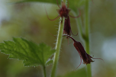 tolmiea_4792.jpg