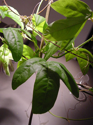passiflora_blatt_04jpg.jpg