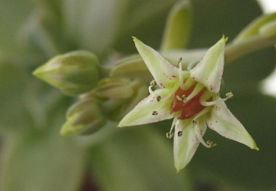 Sedum_weinbergii_F.jpg