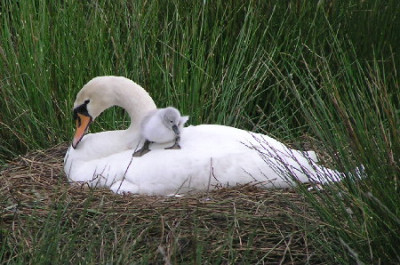 schwan-1.jpg