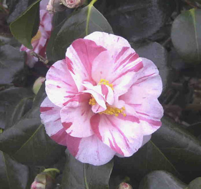 Camellia_Tricolor_SieboldianaRimg0407.JPG