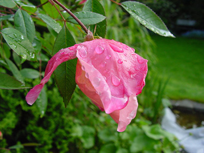 rosa_mutabilis_1_04.jpg
