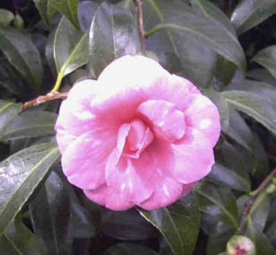 Camellia_Il_TramontoRimg0405.JPG