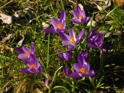 krokus3.jpg