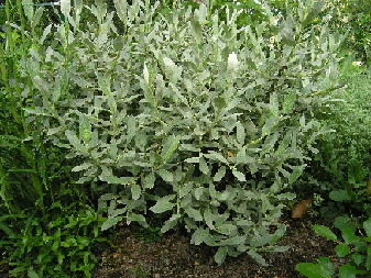 Salix-helvetica-2.jpg