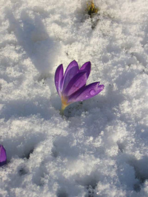 schnee3a.jpg