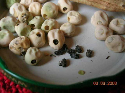 Erbsenkaefer_an_Telephon_Pea.jpg