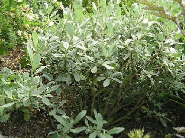 Salix-helvetica-3.jpg