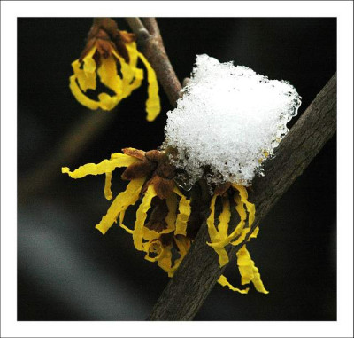 Hamamelis_1_04-03-06.jpg