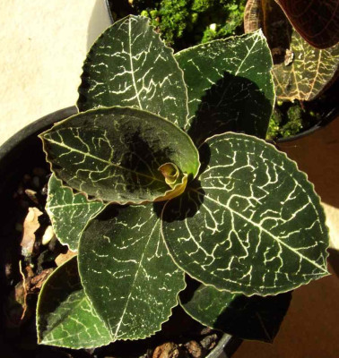 Anoectochilus_yatesae.jpg