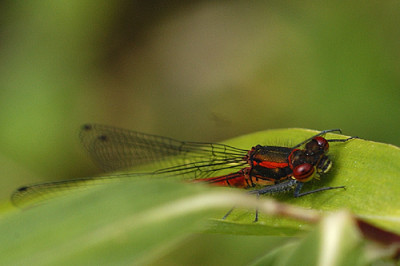 libelle_2_4825.jpg