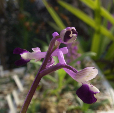 Anacamptis_longicornu_2.jpg