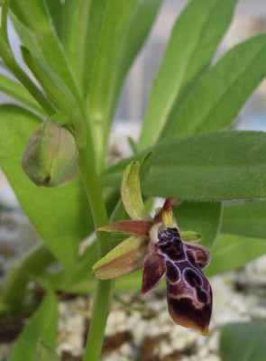 Ophrys_cretica_ssp._ariadnae.jpg