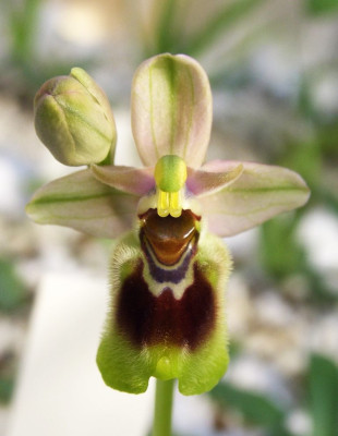 Ophrys_tenthredinifera.jpg