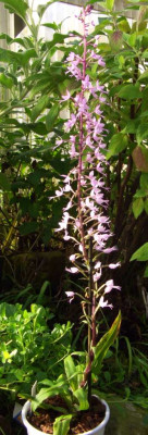 Stenoglottis_longifolia_06.jpg