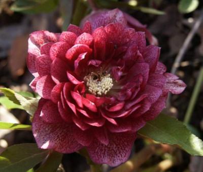 Helleborus04kl.jpg