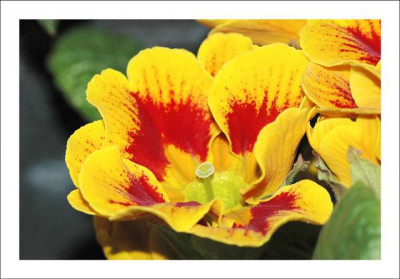 Primula_rot-gelb_5_04-03-06.jpg