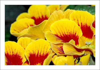 Primula_rot-gelb_1_04-03-06.jpg