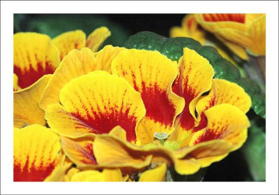 Primula_rot-gelb_2_04-03-06.jpg