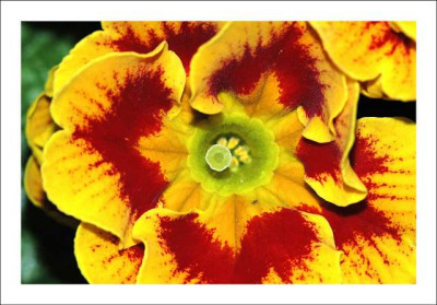 Primula_rot-gelb_3_04-03-06.jpg
