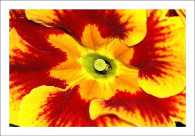 Primula_rot-gelb_4_04-03-06.jpg