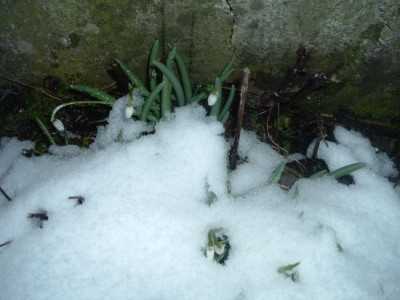 Schnee-glockchen.jpg