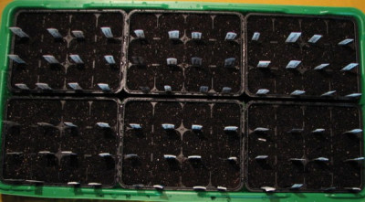 Tomatenzucht5.03.06_001.jpg