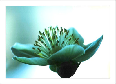 Helleborus_Silvermoon_2_05-03-06.jpg