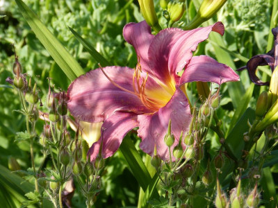 2015-06-29 Hemerocallis 'Lavender Deal'.jpg