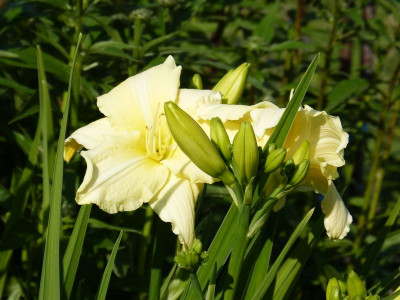 2015-06-29 Hemerocallis 'White Temptation'.jpg