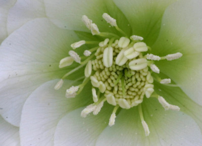 Helleborus-Marz-01.jpg