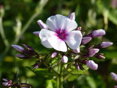 2015-06-29 Phlox 'Swizzle'.jpg