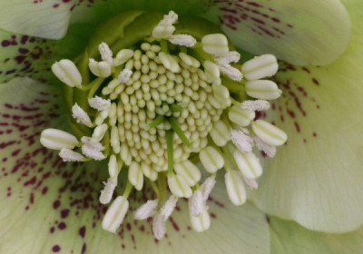 Helleborus-Marz-03.jpg