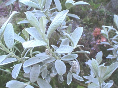 Salix_helvetica_A.jpg