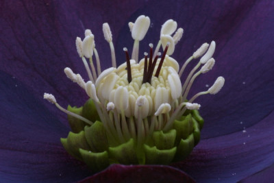 Helleborus-Marz-02.jpg