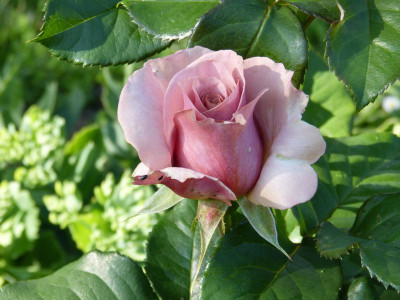 2015-06-29 Rosen 'Mokarosa'.jpg