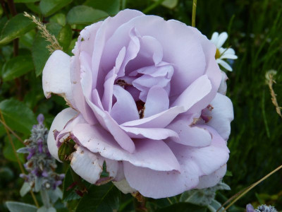 2015-06-29 Rosen 'Synactif'.jpg