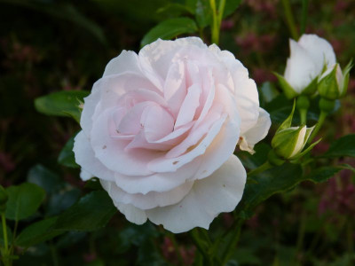 2015-06-29 Rosen 'Aspirin'.jpg