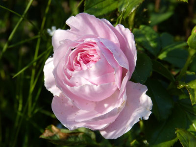 2015-06-29 Rosen 'Hans Gönewein'.jpg
