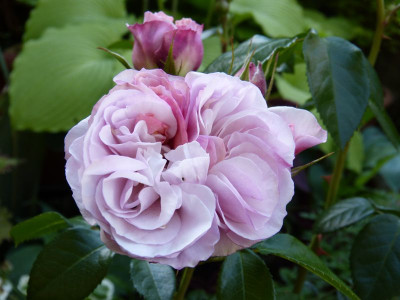 2015-06-29 Rosen 'Herkules'.jpg