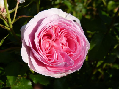 2015-06-29 Rosen 'Kurfürstin Sophie'.jpg