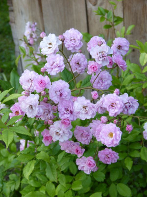 2015-06-29 Rosen 'Witzenhausen'.jpg