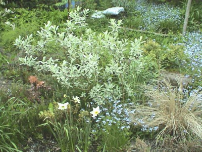 Salix_helvetica_B.jpg